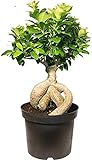 DECOALIVE Bonsái Natural Ficus Ginseng Planta para Decorar el Hogar