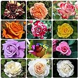 500 Piezas Semillas de Rosas Balcón - Flores de Primavera Plantas Resistentes para Jardín Plantas de Rosas, Rosa Rugosa, Flores de Balcón Flores de Regalo Flores de Jardín Semillas de Flores