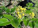 PLAT FIRM Plast First 20 - Semillas de Oregon PE Hoch/Mahonia aquifolium
