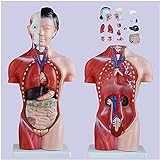 FHUILI Modelo del Torso del Cuerpo Humano - Modelo anatómico médico del Sistema de órganos Humanos - Modelo de enseñanza de Torso anatómico Femenino - para estudiar Enseñanza Modelo médico