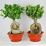 Exotic Bonsai Banyan Tree Seed Office Desk Ficus Ginseng Seed, Ficus Perenne Ficus Microcarpa el germinación Tasa 95% 10 unidades