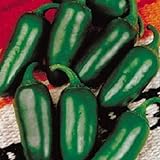 200 Jalapeno M Pepper Seeds 75 Días de pimiento chile Semillas