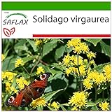 SAFLAX - Vara de oro - 100 semillas - Con sustrato estéril para cultivo - Solidago virgaurea
