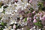 Bianco Deutzia gracilis * Rosea * 2 Litri Pot * Fiori Bianchi dal Rosa Buds