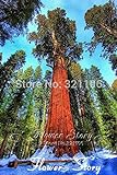 la promoción grande 20 semillas secoya gigante, semillas de bonsái, Sequoia, de crecimiento rápido, las especies de árboles más valiosos raras